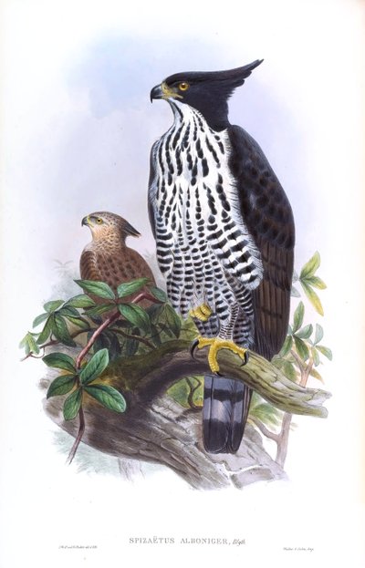 Aquila di Blyth Nisaetus alboniger (Gmelin) da John Gould