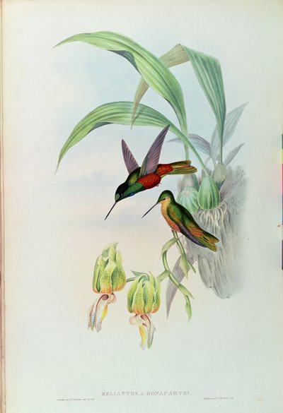 Colibrì stellato di Bonaparte da John Gould