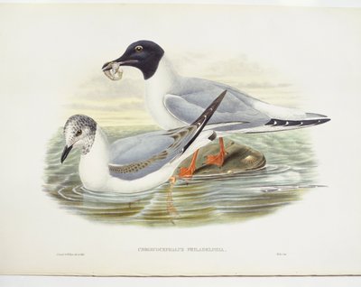 Gabbiano di Bonaparte (Larus philadelphia), illustrazione da John Gould