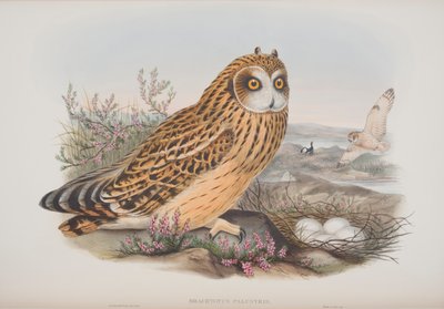 Brachyotus Palustris, tavola da The Birds of Great Britain di John Gould, pubblicato 1862-73 da John Gould