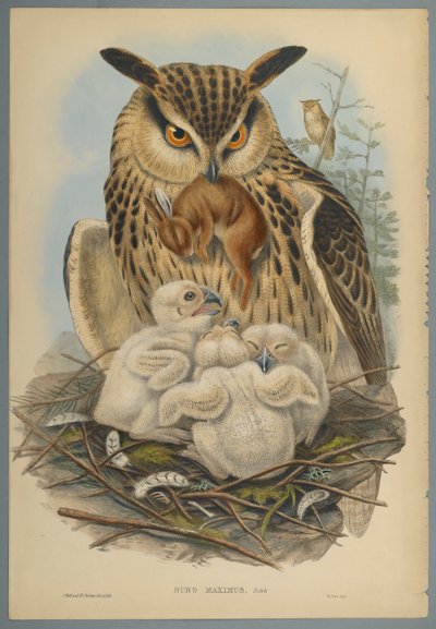 Gufo reale da John Gould