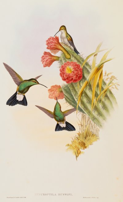 Plumeleteer di Buffon (Hypuroptila Buffon) da una Monografia di Trochilidae da John Gould