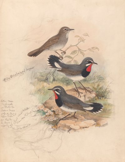 Calliope Tschebaiewi, Prjev. da John Gould
