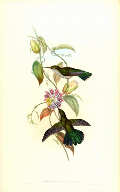 Campylopterus largipennis obscurus da John Gould
