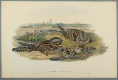 Caprimulgus Europaeus da John Gould