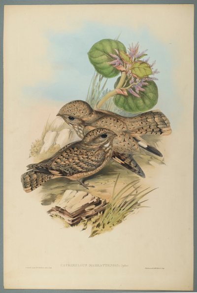 Succiacapre da John Gould