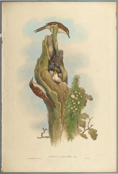 Certhia Familiaris - Rampichino da John Gould