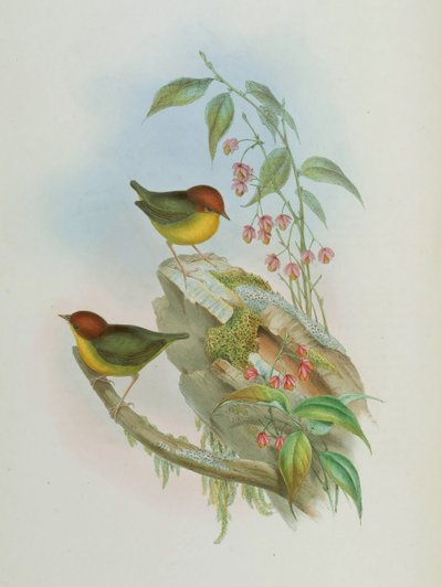 Cettia castaneocoronata da John Gould