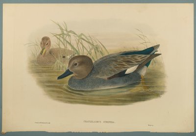 Canapiglia da John Gould
