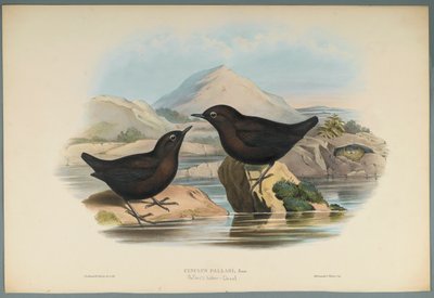 Merlo acquaiolo di Pallas da John Gould