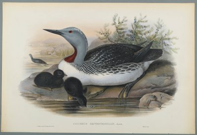 Strolaga minore da John Gould
