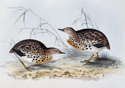 Quaglia tridattila comune (Turnix sylvatica), incisione da Birds of Europe, di John Gould (1804-1881) da John Gould