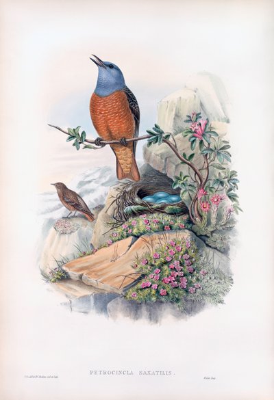 Codirosso spazzacamino da John Gould