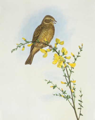 Strillozzo (Miliaria o Emberiza calandra), Incisione di John Gould da John Gould