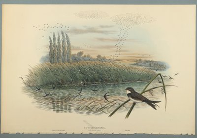 Cotyle Riparia da John Gould