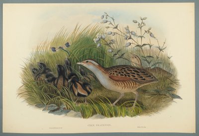 Re di quaglie da John Gould