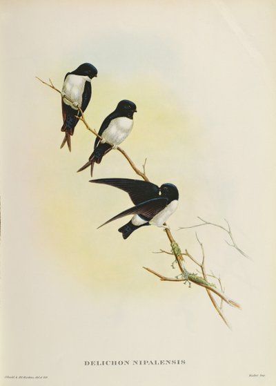 Delichon nipalensis, da 