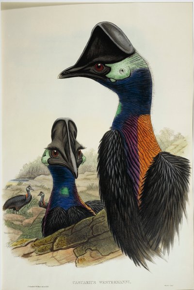 Casuario nano (incisione) da John Gould