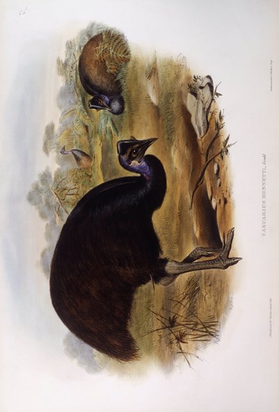 Casuario nano (incisione di John Gould) da John Gould