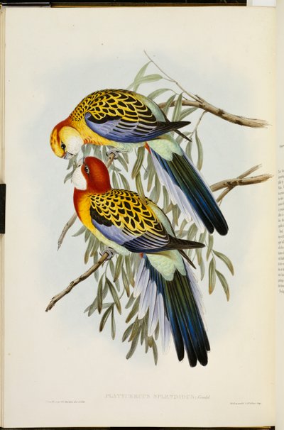 Rosella orientale, da "Gli uccelli dell