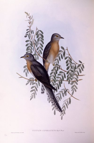 Cuculo ventaglio (Cacomantis flabelliformis), Incisione di John Gould da John Gould