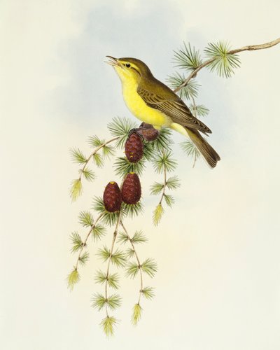 Pigliamosche (Ficedula hypolaris), incisione di John Gould da John Gould