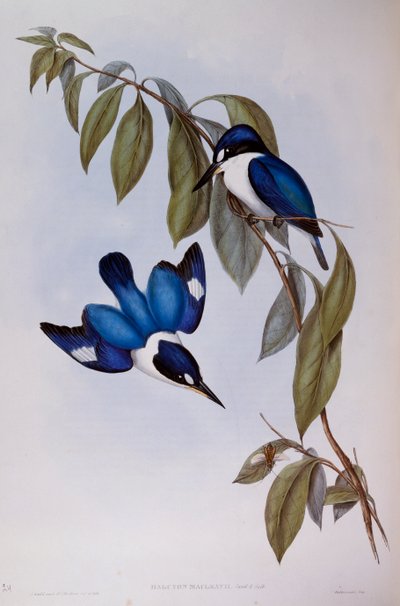Martin pescatore della foresta (Halcyon Macleay), incisione da Birds of Australia da John Gould