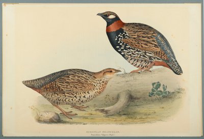 Francolino comune da John Gould