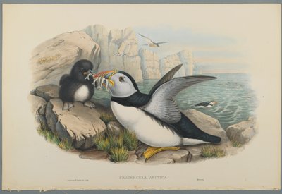 Pulcinella di mare da John Gould