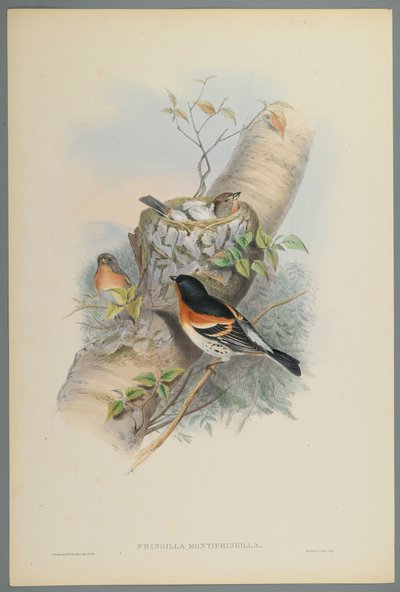 Fringilla Montifringilla - Peppola da John Gould