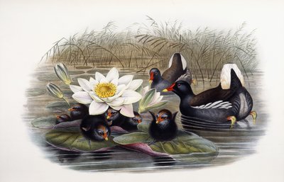 Gallinula chloropus da John Gould