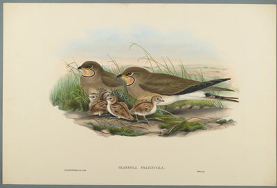 Pernice di mare da John Gould