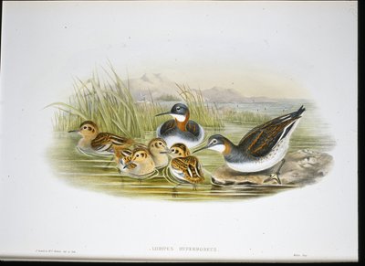 Ibis lucido (Falcinellus Igneus) da John Gould