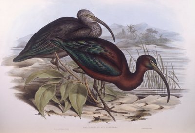 Ibis lucente (Plegadis falcinellus), incisione di John Gould da John Gould