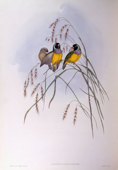 Diamante di Gould (Chloebia o Erythrura gouldiae), incisione di John Gould da John Gould