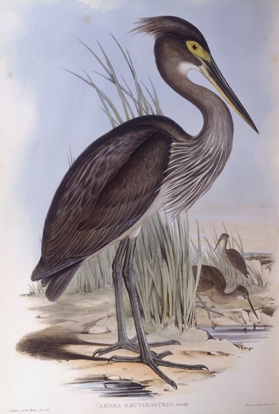 Airone dal grande becco (Ardea sumatrana), incisione di John Gould da John Gould