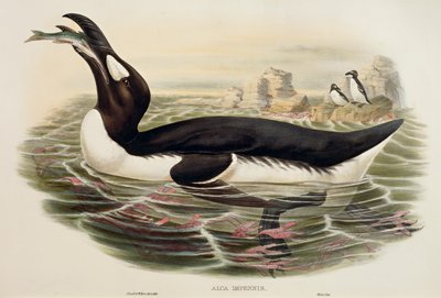 Grande Auk Pinguinus impennis, incisione da John Gould