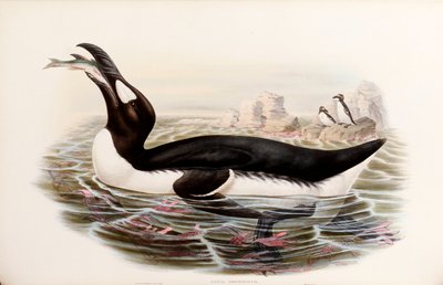Grande Auk, da "Gli uccelli della Gran Bretagna", pubblicato a Londra 1862-73 da John Gould