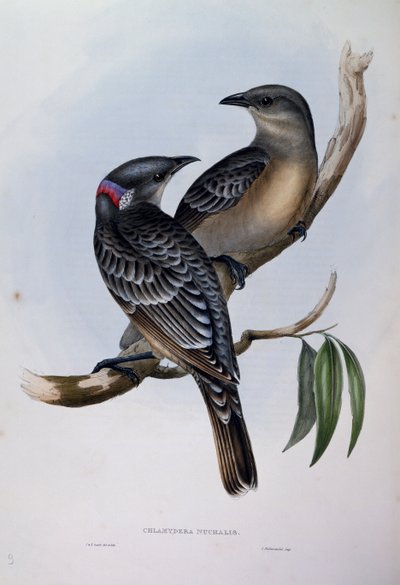 Uccello giardiniere maggiore (Chlamydera nuchalis), incisione da "Uccelli dell