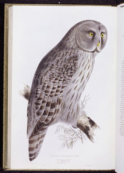 Grande Gufo Cinereo, da "Gli Uccelli della Gran Bretagna", pubblicato a Londra, 1862-73 da John Gould