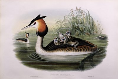 Svasso maggiore (Podiceps Cristatus) da John Gould