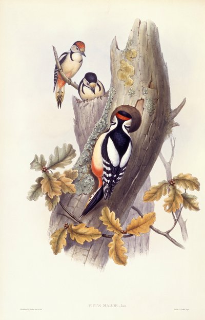 Picchio rosso maggiore (Dendrocopos major), incisione di John Gould da John Gould