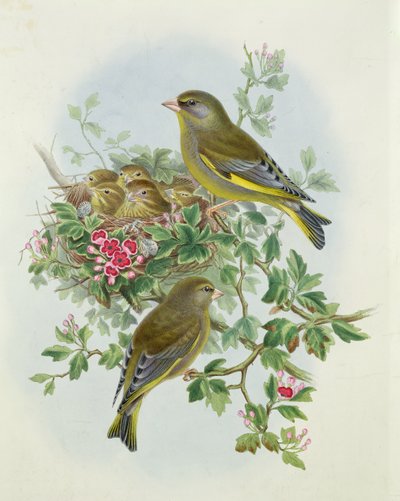 Verdone, 1873 da John Gould
