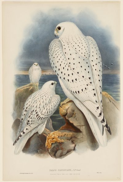  da John Gould