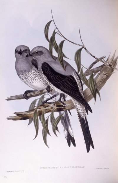 Cucal grigio (Coracina maxima), Incisione di John Gould da John Gould