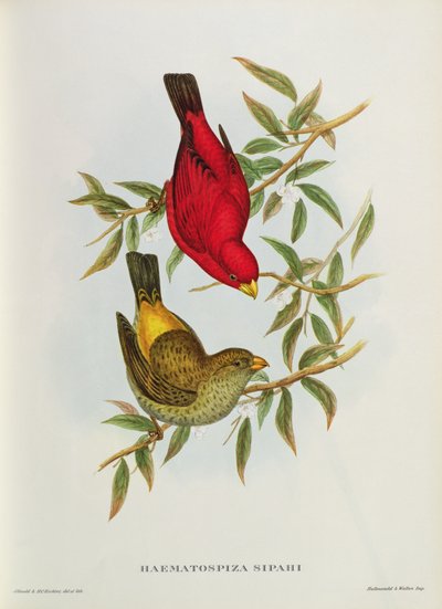 Haematospiza Sipahi, illustrazione da 