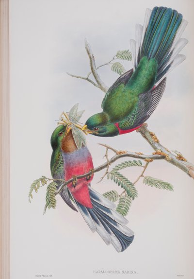 Hapaloderma narina, tavola da The Birds of Great Britain di John Gould, pubblicato 1862-73 da John Gould