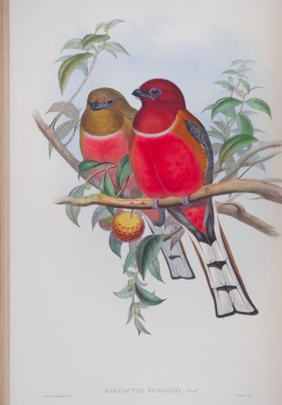 Harpactes hodgsoni, tavola da The Birds of Great Britain di John Gould, pubblicato 1862-73 da John Gould