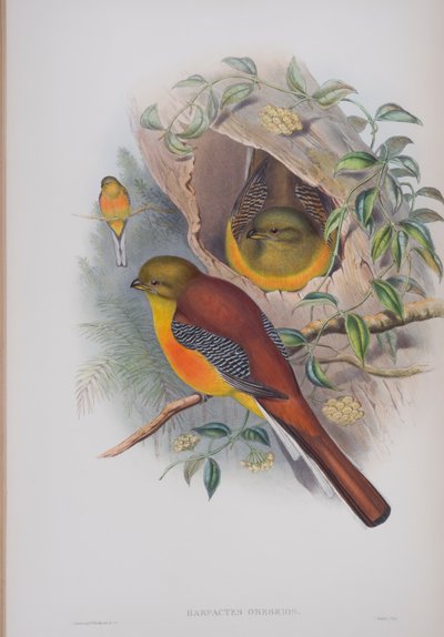 Harpactes oreskios, tavola da The Birds of Great Britain di John Gould, pubblicato 1862-73 da John Gould