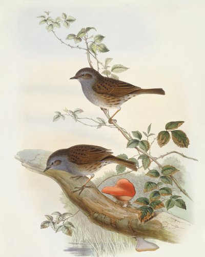 Passera scopaiola (incisione di John Gould) da John Gould